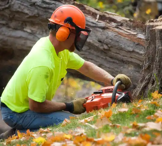 tree services Chatham